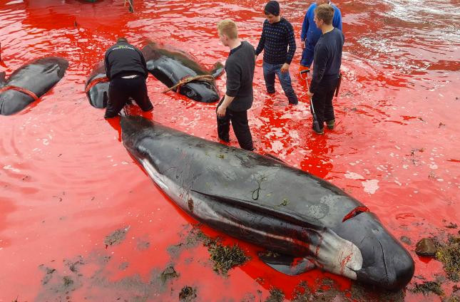Deniz bir anda kırmızıya boyandı vahşet böyle görüntülendi - Resim: 4