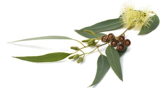 Sıcak suda kaynatılan keçi boynuzu sonuç! - Resim: 3