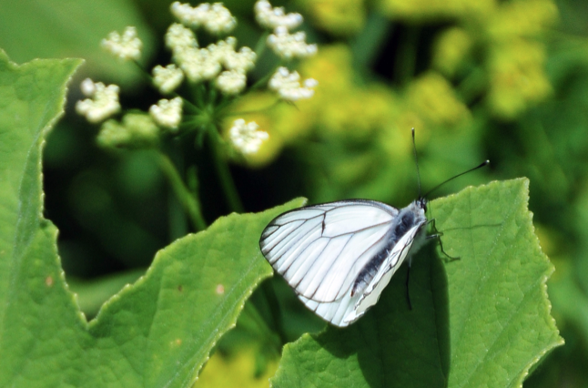 Türkiye'de 409 Gümüşhane'de 181 türü var - Resim: 4