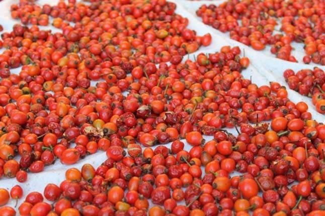 Çekirdeğiyle, yağıyla tam bir şifa kaynağı! - Resim: 3