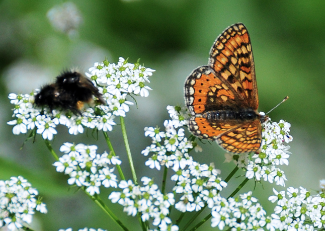 Türkiye'de 409 Gümüşhane'de 181 türü var - Resim: 2
