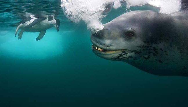 İşte leopar fokunun kanlı avı - Resim: 2