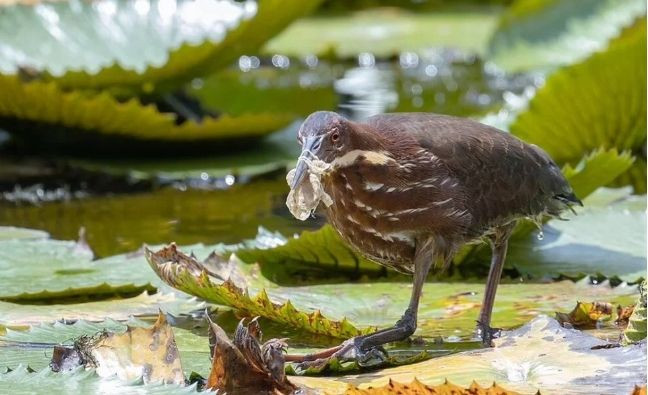 Pandemi vahşi yaşam için hala devam ediyor! İnsanın içini acıtan görüntüler - Resim: 1