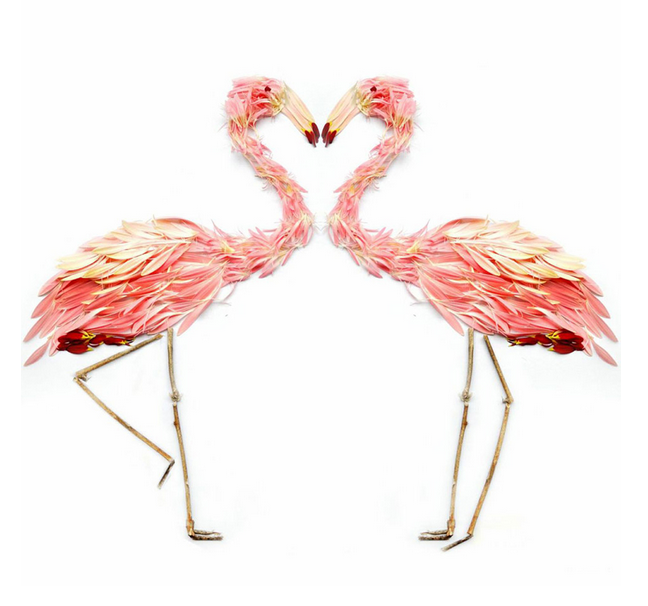 Bu kuşlar uçamıyor çünkü... - Resim: 4