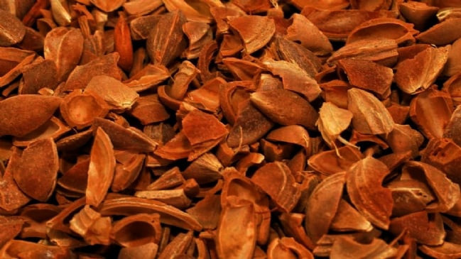 Kayısı çekirdeği yok satıyor meğer sıradışı bir kullanım yeri varmış - Resim: 1