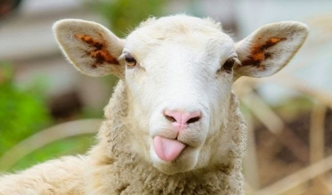 Mide bulandıran korunma yöntemleri! Prezervatife şükredin... - Resim: 3