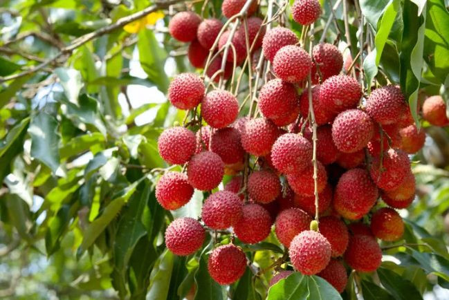 Nedir bu liçi meyvesi günde 9 tanecik bile yeseniz... - Resim: 2