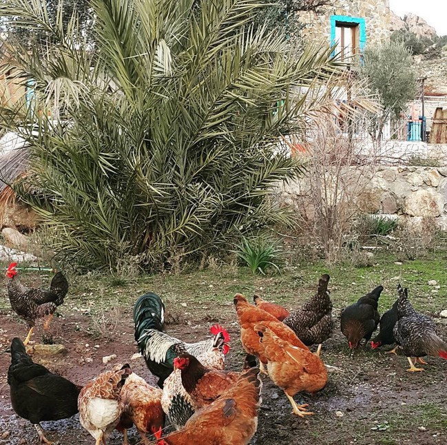 Bilun Dohmen mankenliği bıraktı koyun otlatıp keçi sağıyor - Resim: 4