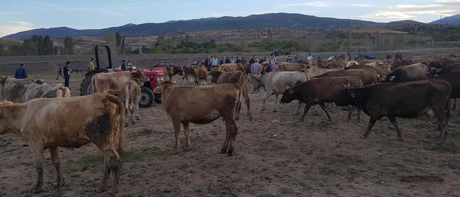 Şişen hayvanlar kesildi - Resim: 2