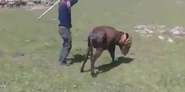 İzleyenin kanı donuyor! O cani yakalandı - Resim: 1