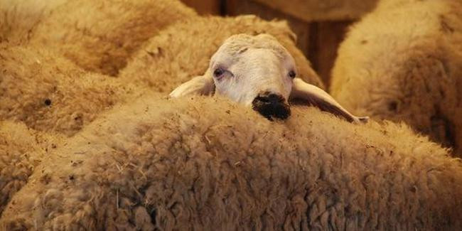 Büyükbaş kurban fiyatları ve Küçükbaş kurban fiyatları hangi ilde ne kadar? - Resim: 4