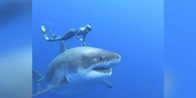 Böyle çılgınlık görülmedi! Ölüm makinesi ile birlikte yüzdüler! - Resim: 3