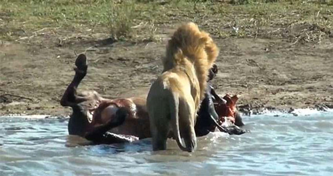 Eşi benzeri yok avının hamile olduğunu anladı bakın ne yaptı - Resim: 2