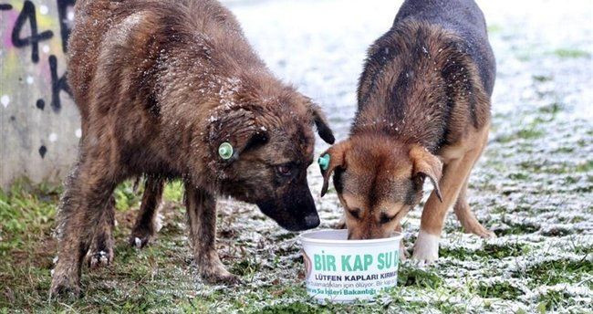 İçişleri Bakanlığı'ndan sokak hayvanı anketi! Yüzde 85.7 aynı yanıtı verdi: 'Dinen evde köpek beslenir mi?' sonucu şaşırttı - Resim: 4