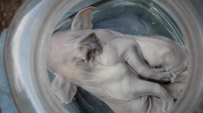 Dünya onu konuşuyor ama onlar buna tapıyor - Resim: 4