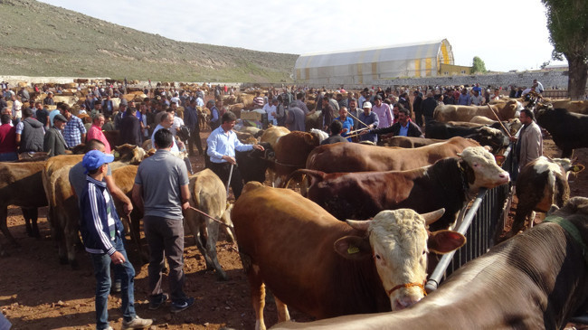 Kurbanlık dana koç fiyatları en ucuzu pazar mı A101-Migros- Carrefour mu? - Resim: 2