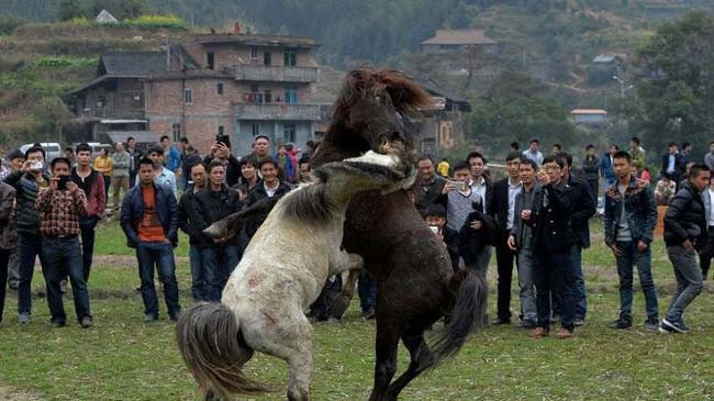 Atların vahşi ve kanlı kavgası - Resim: 4