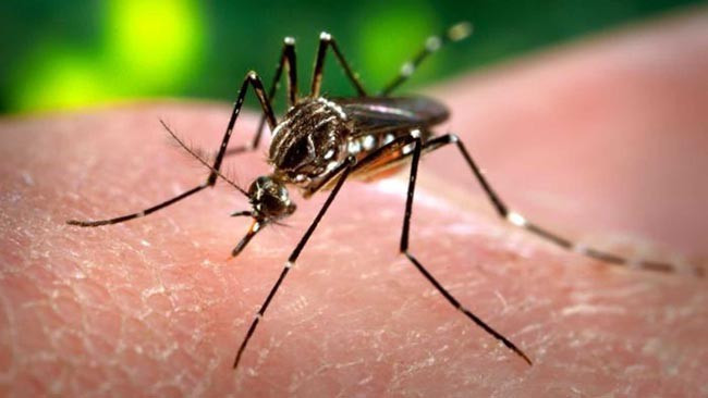 Zika; Dünyanın yeni kabusu! - Resim: 2