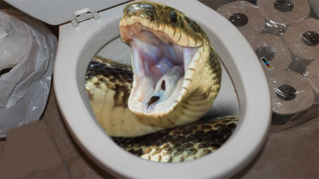 Tuvalette saklanan piton cinsel organından ısırdı 15 dikiş atıldı... - Resim: 1