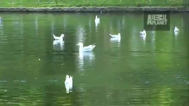 Pelikan güvercini yuttu - Resim: 1