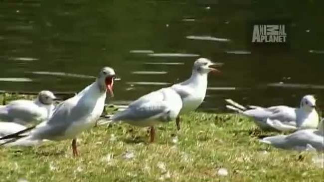 Pelikan güvercini yuttu - Resim: 2