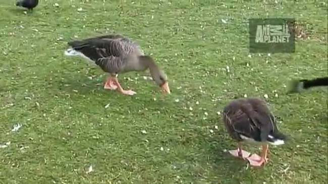 Pelikan güvercini yuttu - Resim: 3