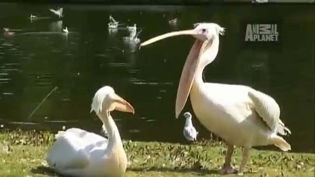 Pelikan güvercini yuttu - Resim: 4