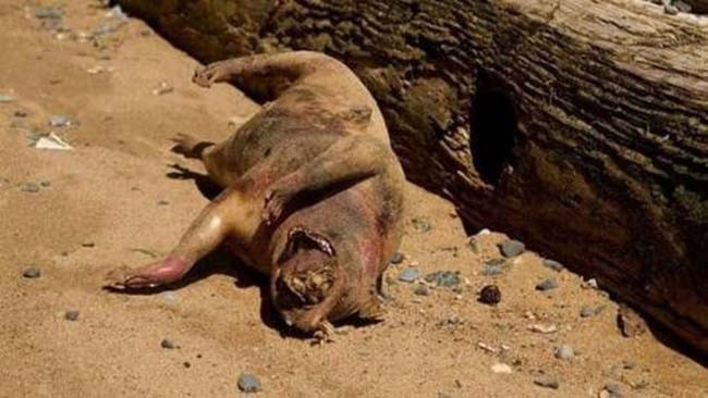 Tüyler ürperten yaratık - Resim: 1