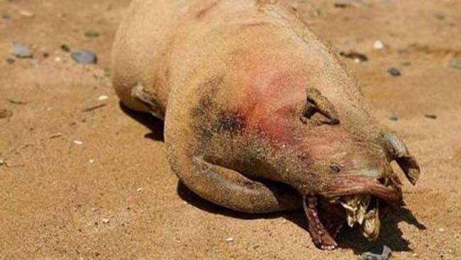 Tüyler ürperten yaratık - Resim: 2