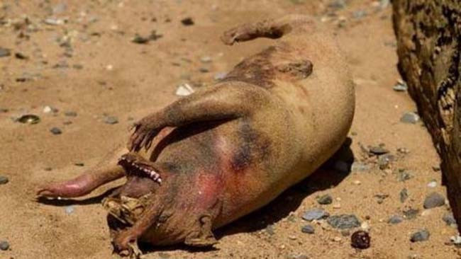 Tüyler ürperten yaratık - Resim: 3