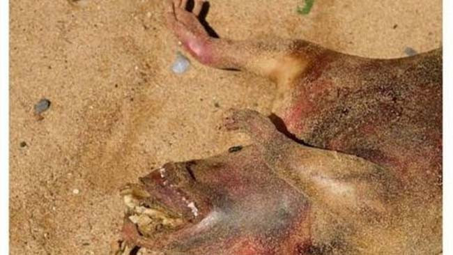 Tüyler ürperten yaratık - Resim: 4