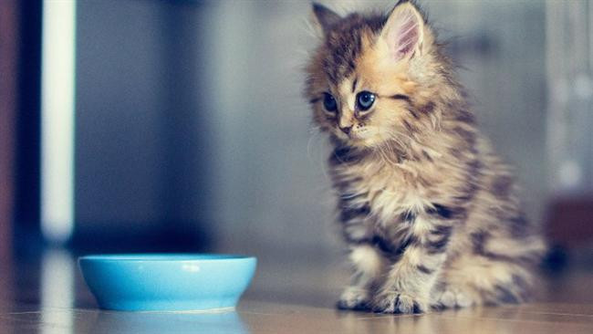 Evde bakılabilecek hayvanlar - Resim: 2