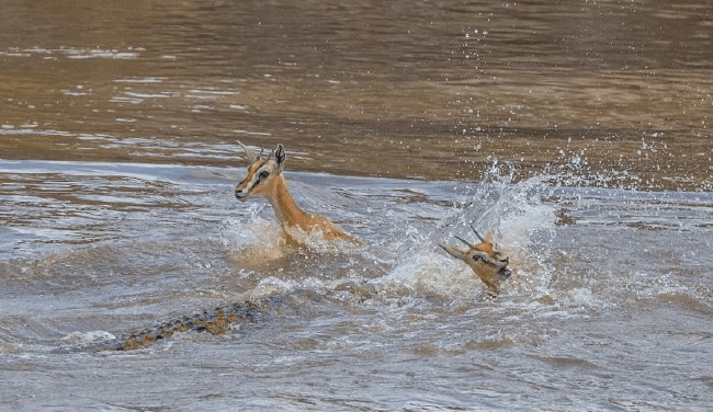 Ceylanları pusuya yatıp bekledi! Tek hamlede ikiye böldü - Resim: 1