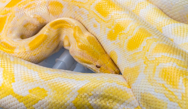 Koynunda yıllarca yılan beslemiş gözünün bebeğiydi - Resim: 2