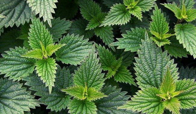 Balla karıştırılan ısırgan otu bomba etkisi yapıyor! - Resim: 1