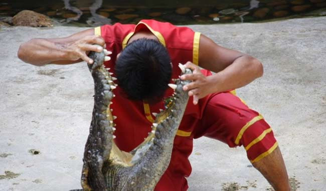 Timsahlarla iç içe yaşam - Resim: 1