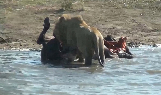 Eşi benzeri yok avının hamile olduğunu anladı bakın ne yaptı - Resim: 1