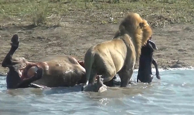 Eşi benzeri yok avının hamile olduğunu anladı bakın ne yaptı - Resim: 3