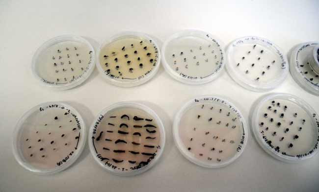Türk bilimadamlarından dünyada bir ilk - Resim: 4