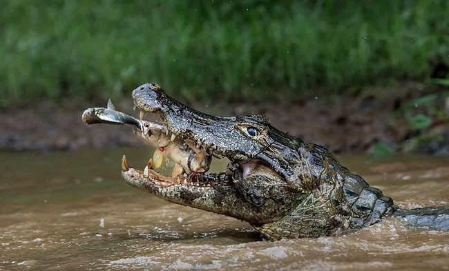 National Geographic yarışması sonuçlandı - Resim: 4