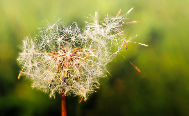 Saman nezlesi nedir? Bu belirtiler 2 haftadır geçmiyorsa... - Resim: 4