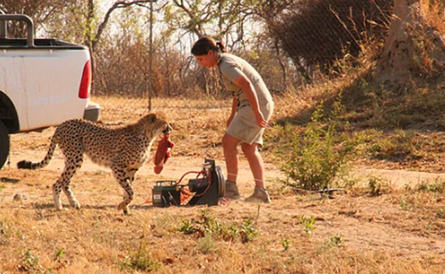 Olay olmuştu! Fahriye Evcen 'çita' polemiğine son noktayı koydu - Resim: 4