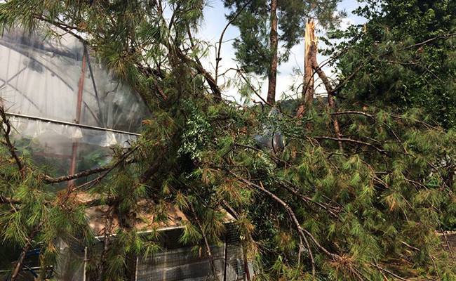 Antalya'yı ceviz büyüklüğünde dolu vurdu! Çok sayıda sera zarar gördü - Resim: 3