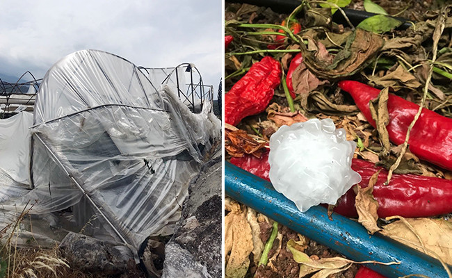 Antalya'yı ceviz büyüklüğünde dolu vurdu! Çok sayıda sera zarar gördü - Resim: 4