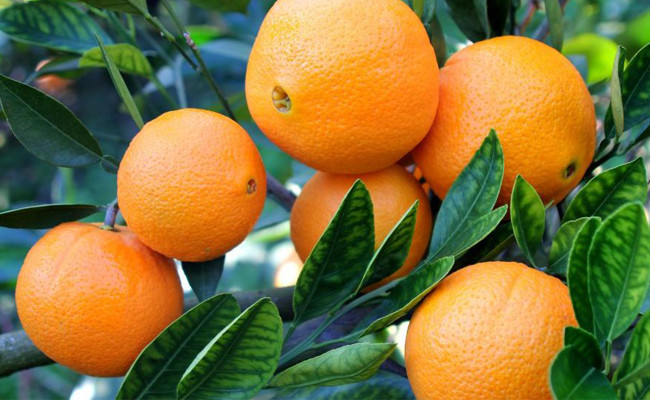 Bu 6 besini mutlaka kabuğuyla birlikte tüketin! Muz'u kabuğuyla yemek... - Resim: 2