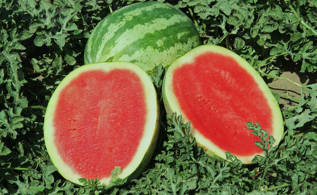 Karpuzun 8 önemli faydası! Ödem azaltıyor kasları rahatlatıyor - Resim: 2