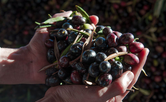 Zeytin çekirdeğinin faydaları inanılmaz öğrenince hemen tüketeceksiniz! - Resim: 2