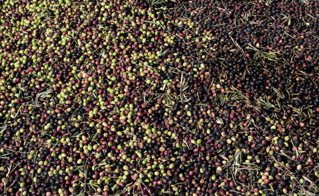 Zeytin çekirdeğinin faydaları inanılmaz öğrenince hemen tüketeceksiniz! - Resim: 4