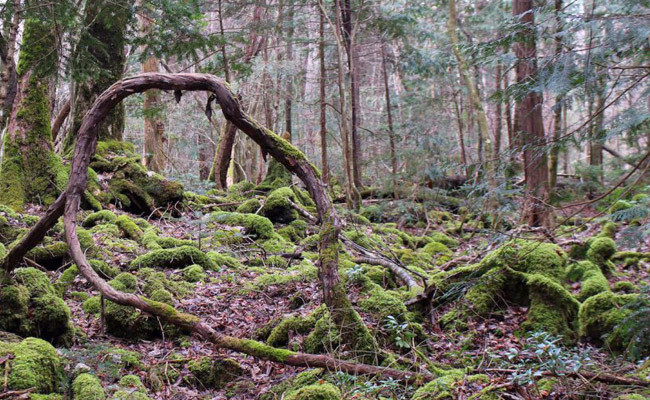 Okuyunca kanınız donacak bu ormana gelen insanlar birer birer... - Resim: 1