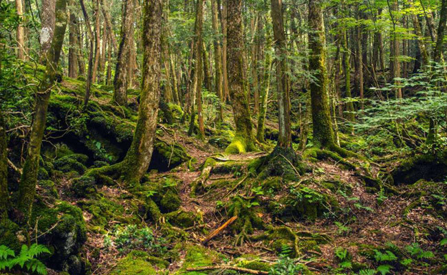 Okuyunca kanınız donacak bu ormana gelen insanlar birer birer... - Resim: 2